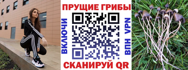 что такое наркотик  Каспийск  kraken как войти  Галлюциногенные грибы Cubensis 