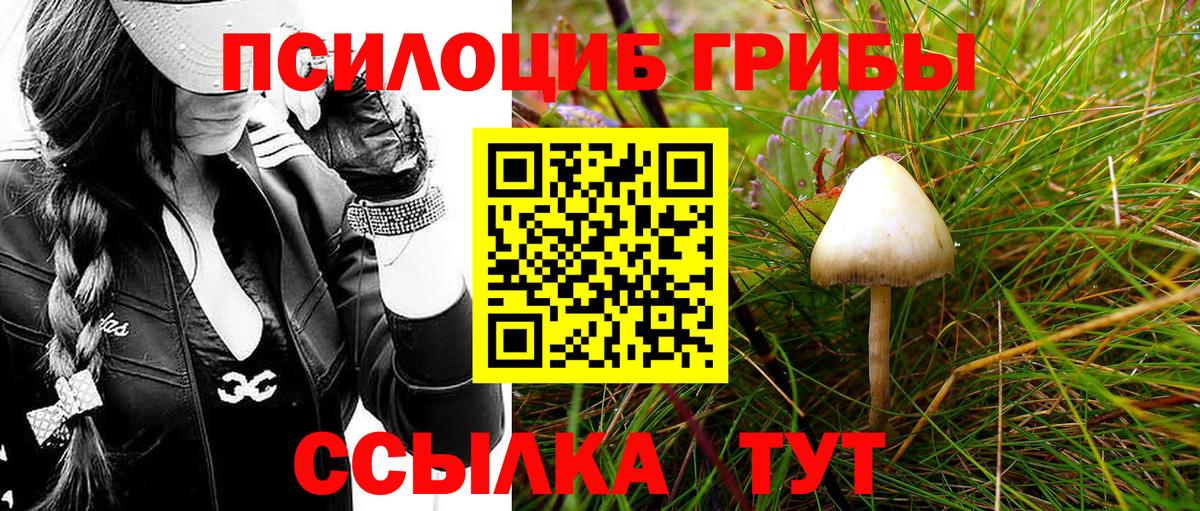 Псилоцибиновые грибы Psilocybe Каспийск